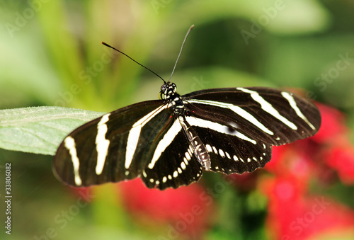 Tapeta ścienna Piękny motyl (zebra longwing, heliconius charitonia)