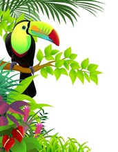 Toucan Bird In The Jungle