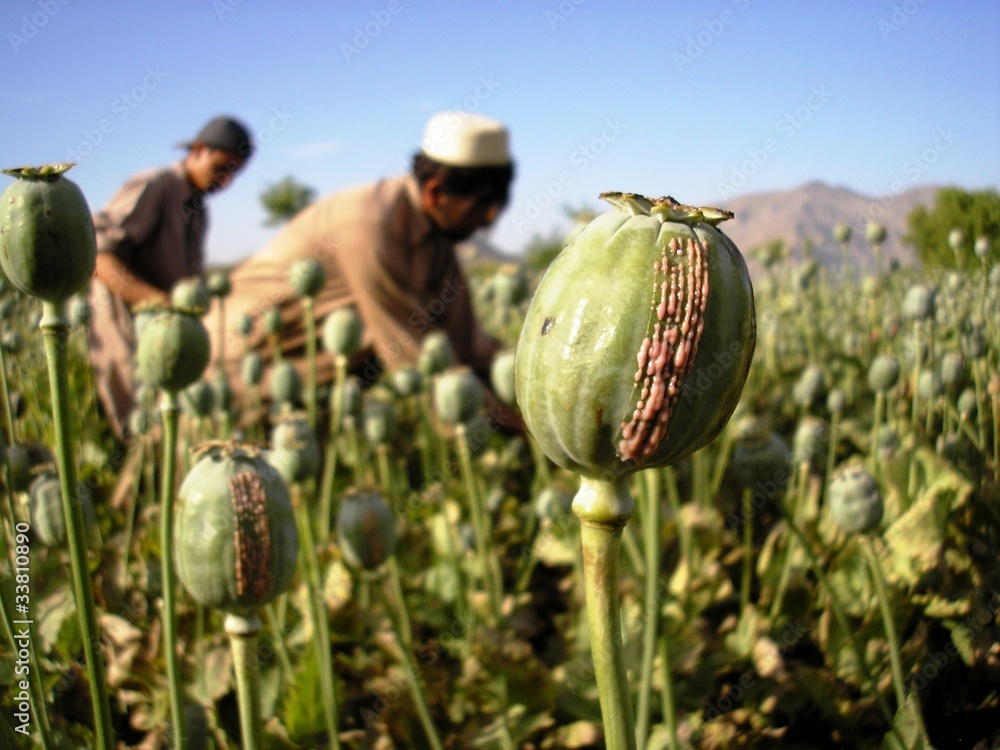 Harvesting Opium, East Afghanistan - obrazy, fototapety, plakaty 