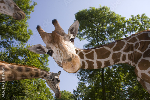 Obraz na płótnie canvas czteroczęściowy "tetraptyk" Żyrafa siatkowa (giraffa camelopardalis reticulata)