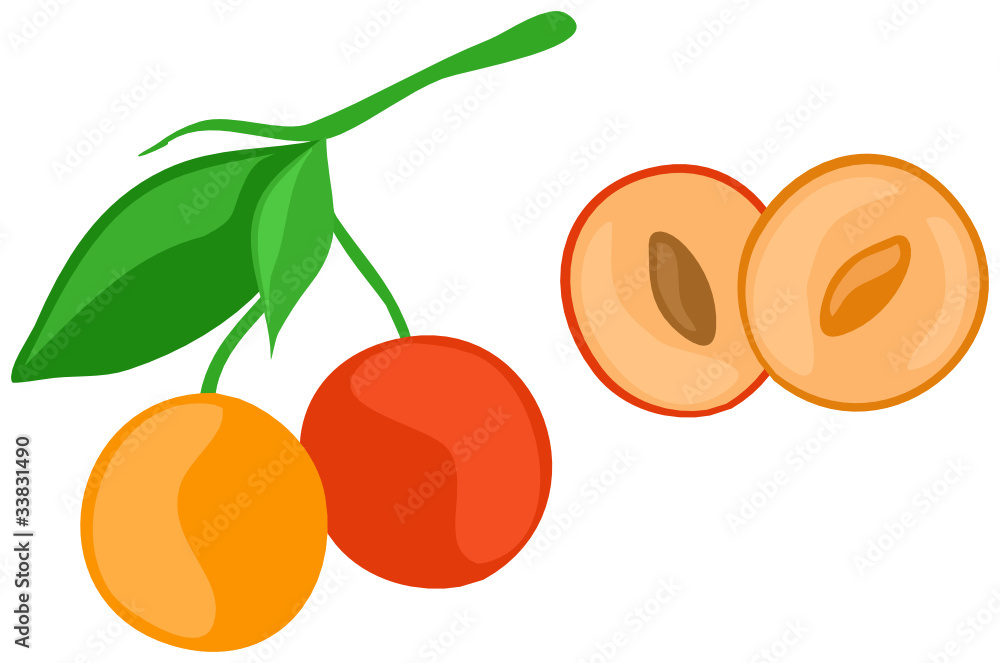 Stock-Vektorgrafik „Mirabellen“ | Adobe Stock