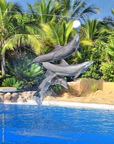 Board z aluminiowym obramowaniem Kolorowe w delfinarium.