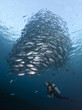 Diver with a school of Jacks