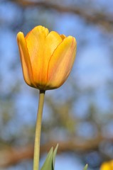 Bunte Tulpen