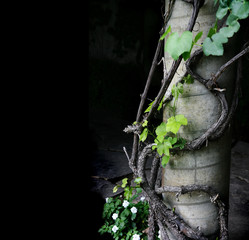  green leaves of grape vine growing up column