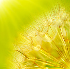 Poster - Abstract dandelion flower background