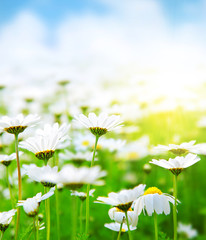 Sticker - Spring field of daisies