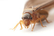 © defun - insect termite