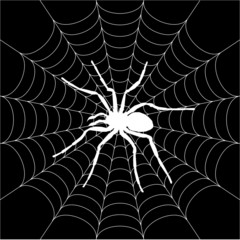 spider, spiderweb