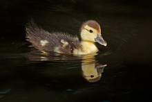 Muscovy Duckling