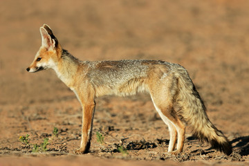 Wall Mural - Cape fox (Vulpes chama), Kalahari desert, South Africa