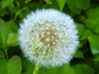 White flower of dandelion