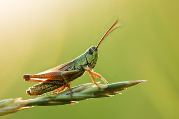 grasshopper