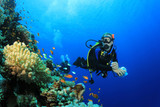 Fototapeta Do akwarium - Scuba Diver explores Coral Reef in Tropical Sea