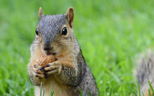 Squirrel Eating Peanut