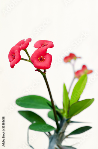 male-kwiaty-euforbii-mili-korona-cierniowa-lub-chrystus