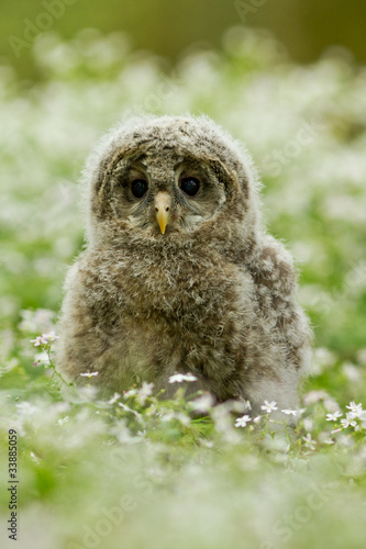 Obraz na płótnie canvas czteroczęściowy "tetraptyk" Młoda sowa uralska (strix uralensis)