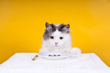 Cat And Food
