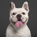 Fototapeta Psy - Close-up of French Bulldog, 3 years old, in front of grey