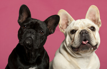 Wall Mural - French Bulldogs, 2 years old, in front of pink