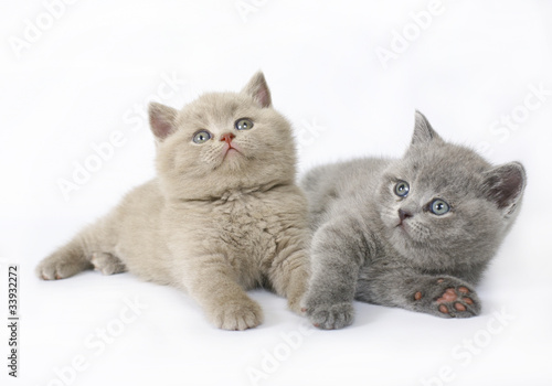 Fototapeta na wymiar Two British kittens on white background