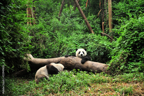 Obraz na płótnie canvas dwuczęściowy "dyptyk" Panda