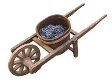 Old Wheelbarrow For Grape Transport