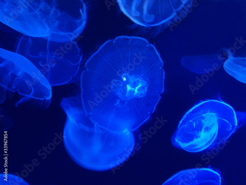 Tapeta ścienna Meduza