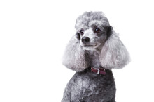 Curious Gray Poodle On White