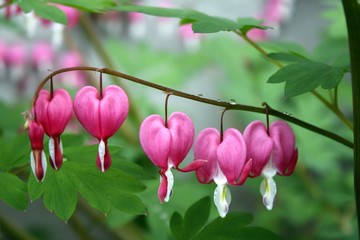 Wall Mural - Dicentra spectabilis
