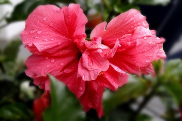 Wall Mural - heartshaped red hibiscus