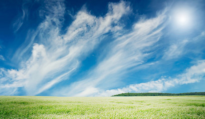 Wall Mural - Field full of buckwheat and cloudscape with sunbeams.