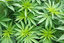 Marijuana Cannabis Plant