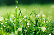 Fresh Green Grass With Water Drops