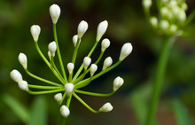 White Budding Agapanthus At A Blurred Background