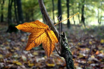 maple leaf on a tree