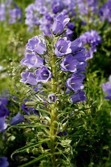 Wall Mural - Campanula