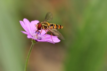 Wall Mural - flowerfly on a pin flower