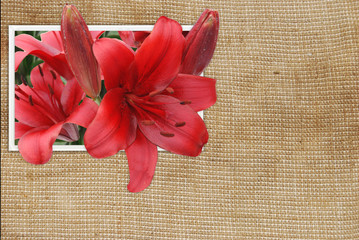 Wall Mural - bouquet red lily