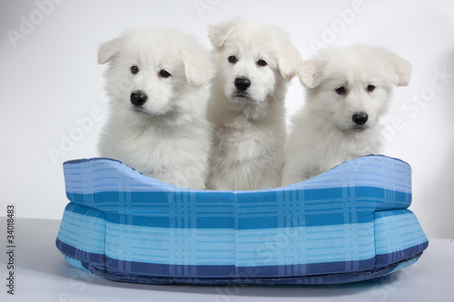 Trois Chiots De Race Berger Blanc Suisse Dans Un Panier