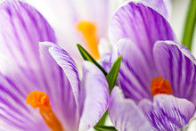 Closeup Of Beautiful Purple Crocus Flowers