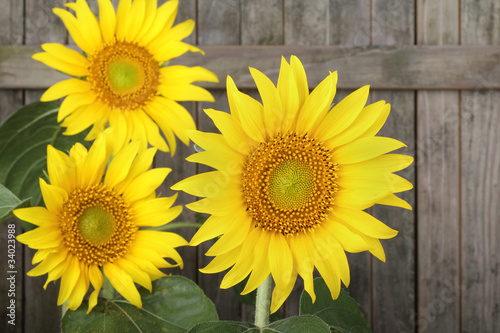 Board z aluminiowym obramowaniem Słonecznik, helianthus annuus