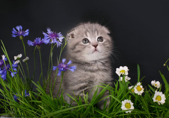  Skottish fold kitten in flowers