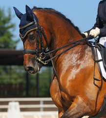 Poster - Dressage: portrait of bay horse