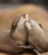 Oriental Short-Clawed Otters cuddling