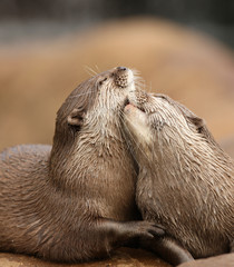 Wall Mural - Oriental Short-Clawed Otters cuddling