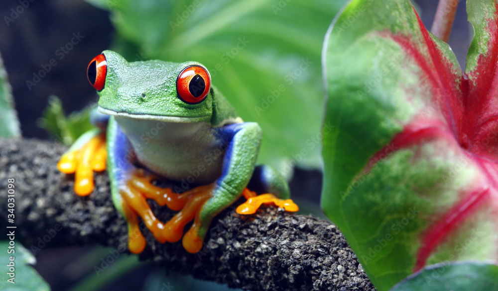 Red-Eyed Tree Frog - obrazy, fototapety, plakaty 