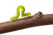 Inchworm walking on a branch