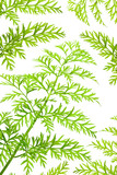 Fototapeta Sypialnia - green herbs