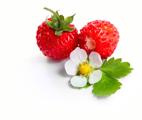 Wild strawberries with green leaves and flower isolated on white